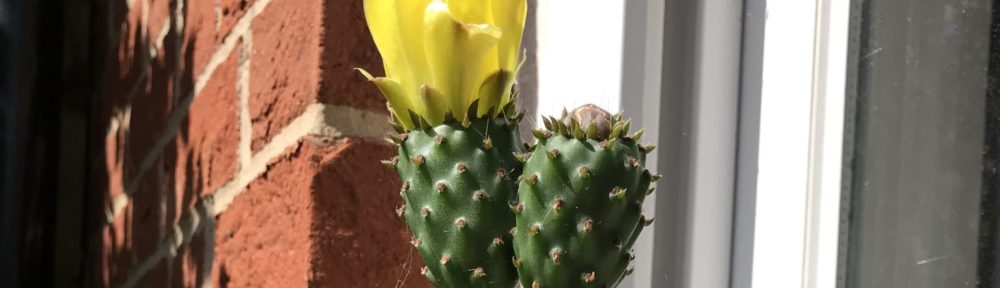 Nopal flowering Kent